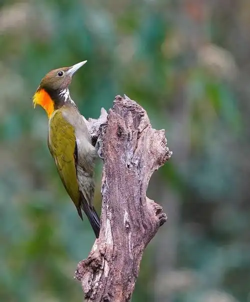 在百花岭6号塘,有一只威风凛凛的大黄冠啄木鸟,它不仅是这片森林的