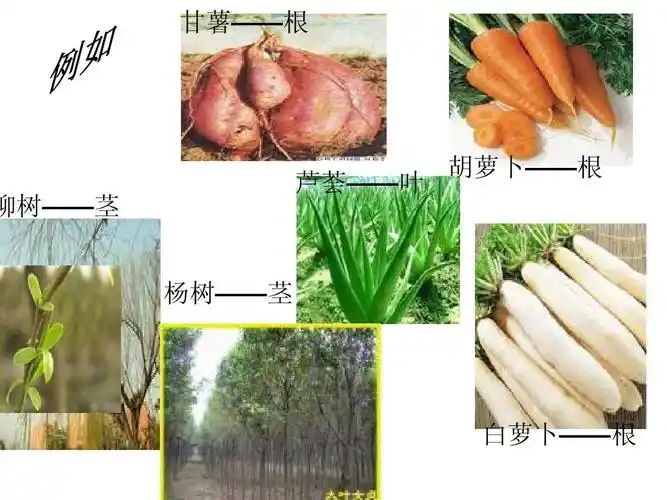 甘薯——根 柳树——茎 杨树——茎 芦荟——叶 胡萝卜——根 白萝卜