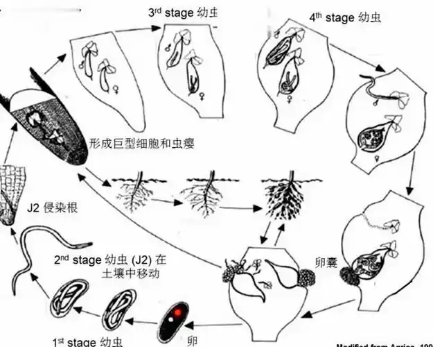赵占周新农堂植物病原线虫概述