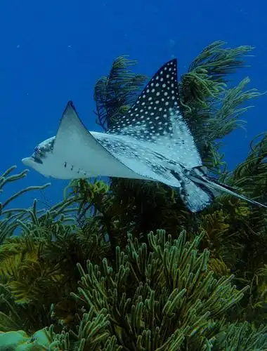 eagleray at bonaire | flickr – 相片分享!