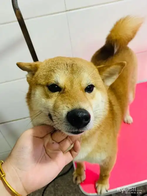 成年柴犬找主人 [广告推广]