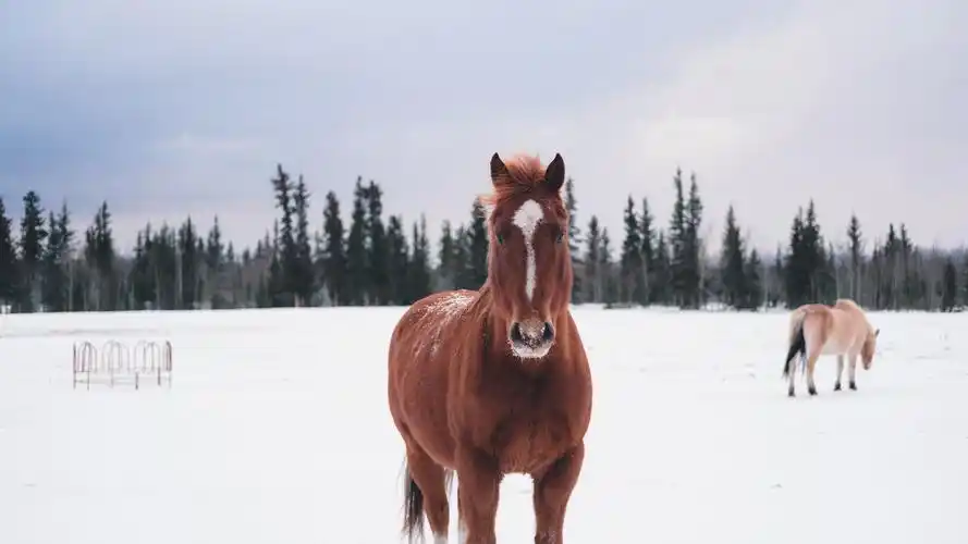 棕色的马雪冬天4k