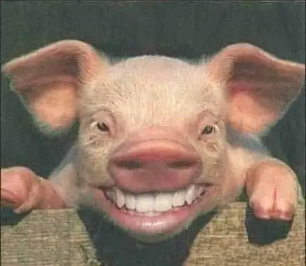 白猪呲牙笑