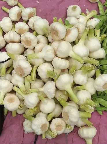 日月峡中草药大蒜