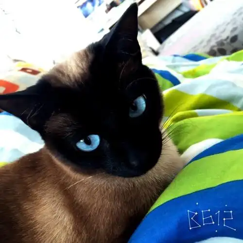 暹罗猫越长越黑,是什么原因?