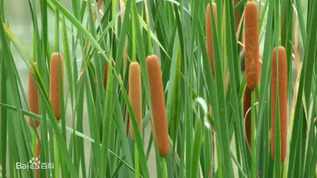 蜡烛草喜温暖,湿润的气候,抗旱能力较差.