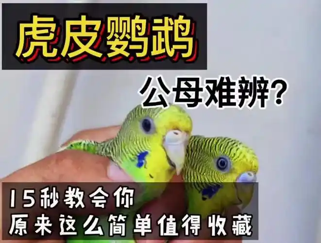 鹦鹉公母分辨技巧一:观察身体大小