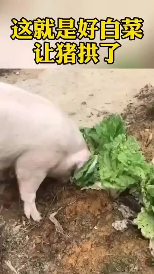 俗话说的好白菜都让猪拱了,原来不是一句玩笑话,古人诚不欺我啊