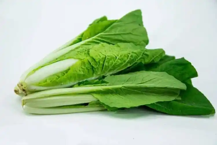 大白菜娃娃菜小白菜不同品种的白菜口感和营养价值也不同