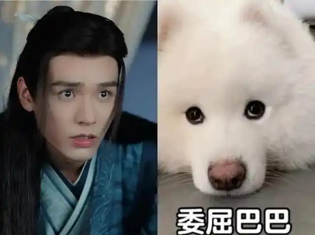 无辜又纯良,龚俊谭松韵的狗狗眼到底有多可爱?