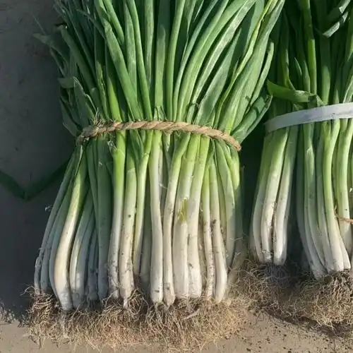 河南分葱大葱本地新鲜绿葱非小香葱1斤新鲜现挖现发葱苗带根 2500g