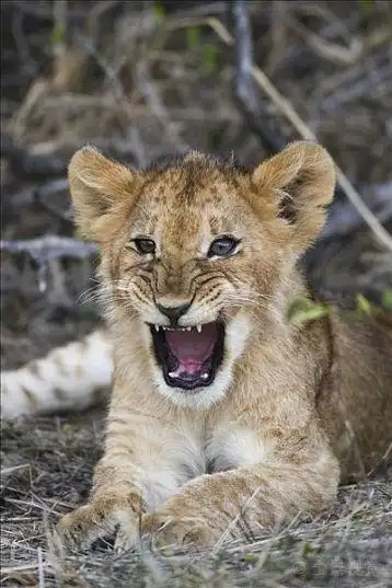 幼狮,狮子,马赛马拉,肯尼亚,非洲_高清图片_全景视觉