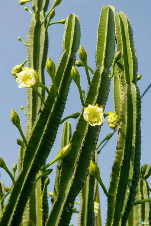 导语仙人掌这个名字在小编看来,真实一个好听的名字.