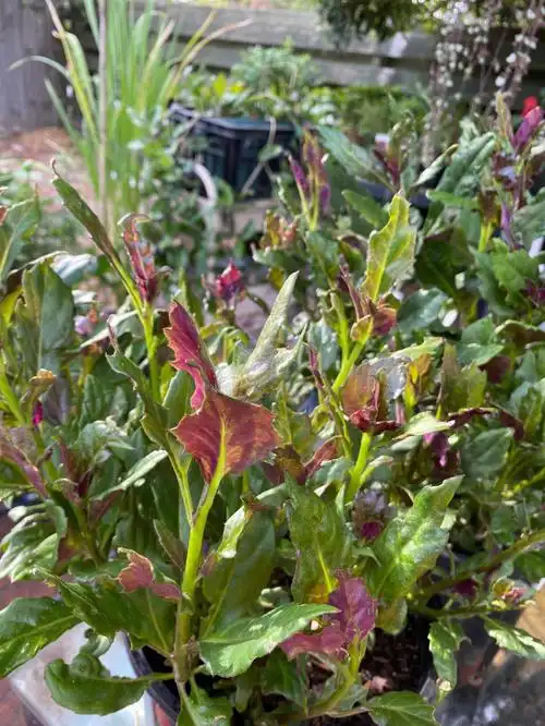 今天是血皮菜的收割日0505