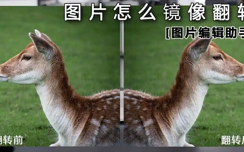 图片怎样镜像翻转_哔哩哔哩_bilibili