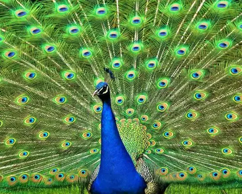美丽的孔雀,绿色的羽毛 壁纸