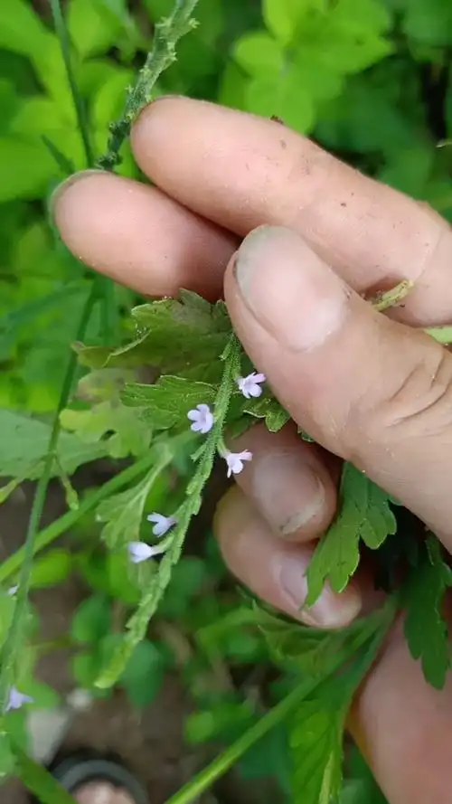 马鞭草又叫铁马鞭和酒曲草,是制作酒曲最常用的一种山草药