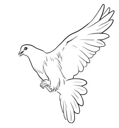 鸽子简笔画(高清鸽子简笔画)
