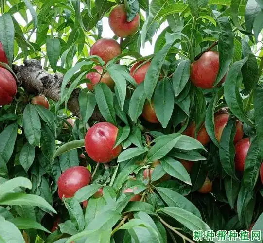 中油20号油桃品种简介