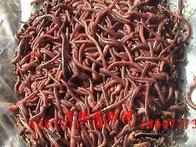 养蚯蚓|收购蚯蚓|大棚蚯蚓|大平三号蚯蚓|大平二号蚯蚓