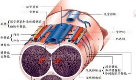 阴茎背神经阻断术的手术疗效