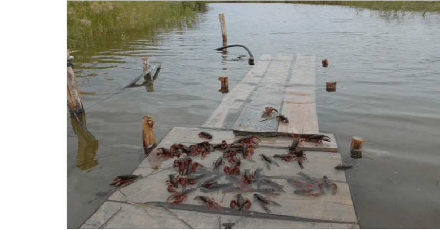 龙虾养殖成本是多少_小龙虾的养殖成本计算_小龙虾养殖成本_龙虾养殖