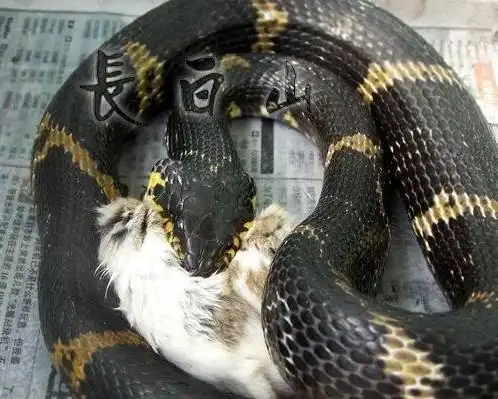 哪位告人能告诉本人.这是什么蛇?能否饲养?