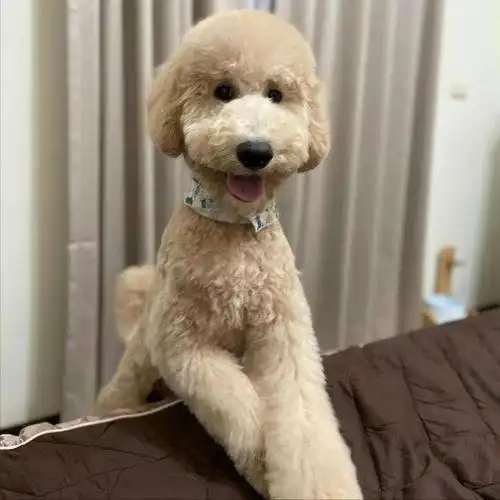 名字"巨贵",一只不掉毛的大型犬了解一下!