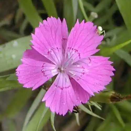 p>石竹,别名:兴安石竹,北石竹,钻叶石竹,蒙古石竹,丝叶石竹,高山石竹