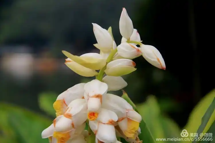 《山姜花》2019.4.2迅文摄