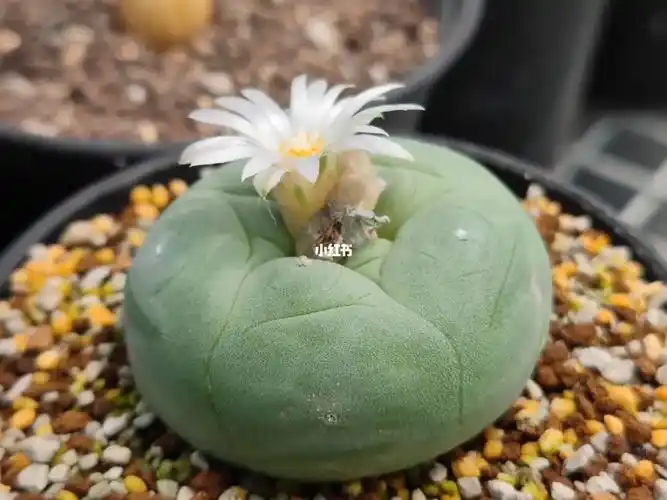 5厘米实生翠冠玉150元纯白色花