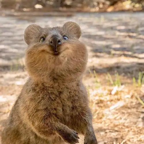 短尾矮袋鼠,是澳洲的一个濒危物种,应该是世界上最开心的动物了吧