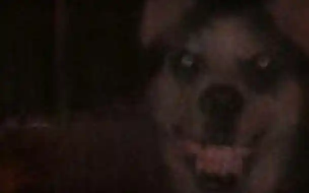 【高能预警胆小慎入】(中字)微笑狗是真的吗?smiledog