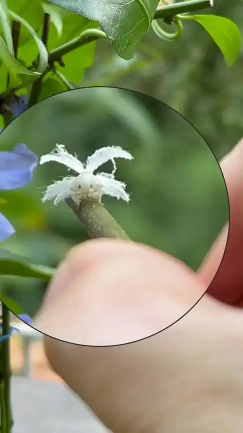 活捉一只昆虫界的孔雀——广翅蜡蝉若虫,虽然长得漂亮,但却是害虫