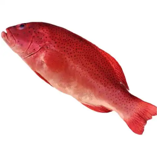 鲜活东星斑红石斑鱼青岛海鲜水产深海海鱼红鱼斑鱼