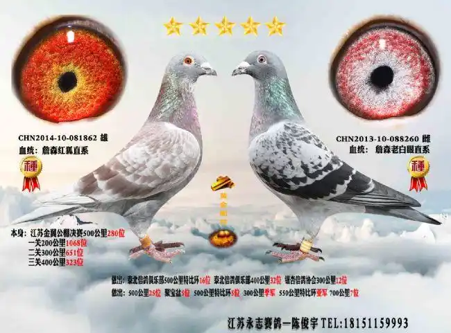 詹森老白眼-江苏永志赛鸽-中信网各地鸽舍
