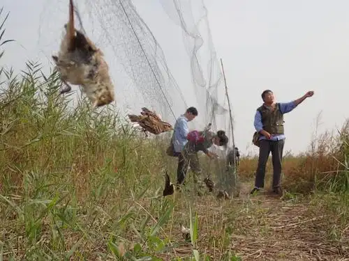 原创鲁迅捕麻雀的法子不能用了,你若再用,被逮的可能就是你自己!