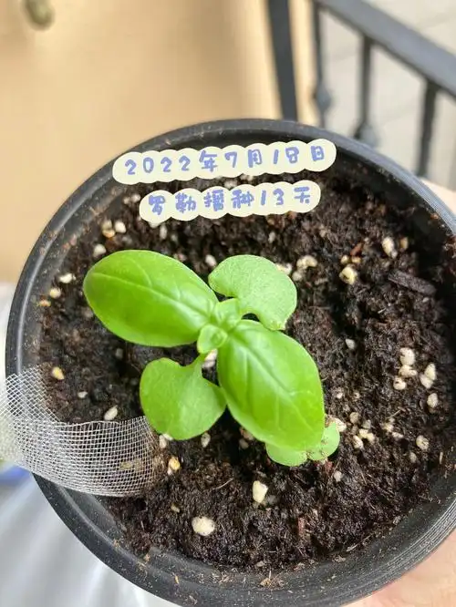 苏子叶 九层塔 罗勒四种,发芽了2种看真叶的样子发芽的是罗勒和九层塔