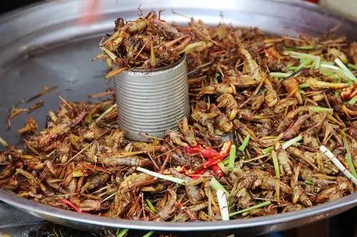 炸蚂蚱……1美金一杯,不是刚起锅的,所以不是非常脆,味道其实还可以