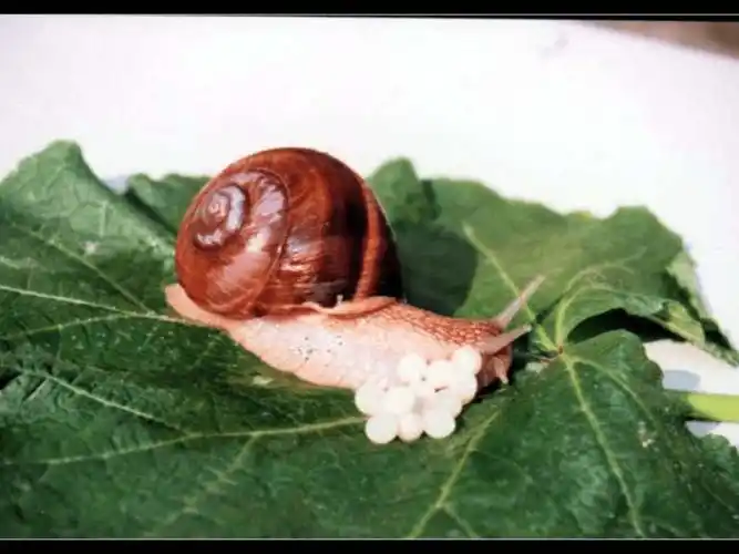 14卵生动物课件