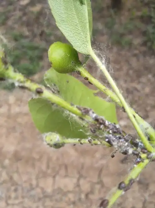 梨树上这是啥虫?该怎样防治?