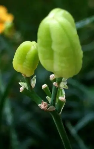 发布于7 分钟前  评论  热心网友| 发布于8 分钟前  评论 鸢尾果实