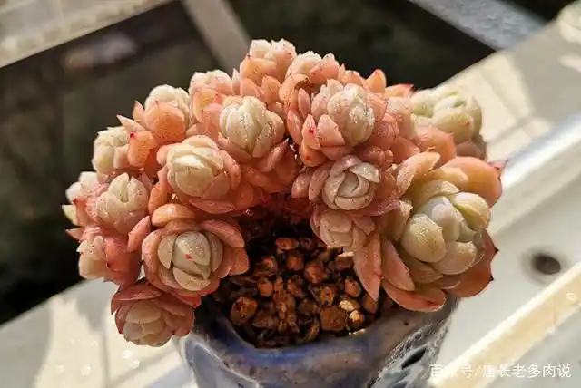 想把月影系的冰梅和贝瑞养成小包子的形状?那我们必须做好这两点