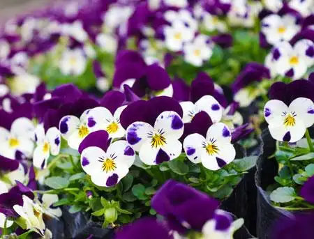 三色堇花语_三色堇图片_三色堇怎么种怎么养-花语谷网