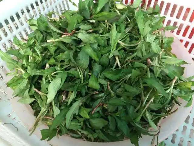 马兰头又名马兰红梗菜是野生于路边田野山坡上可食用