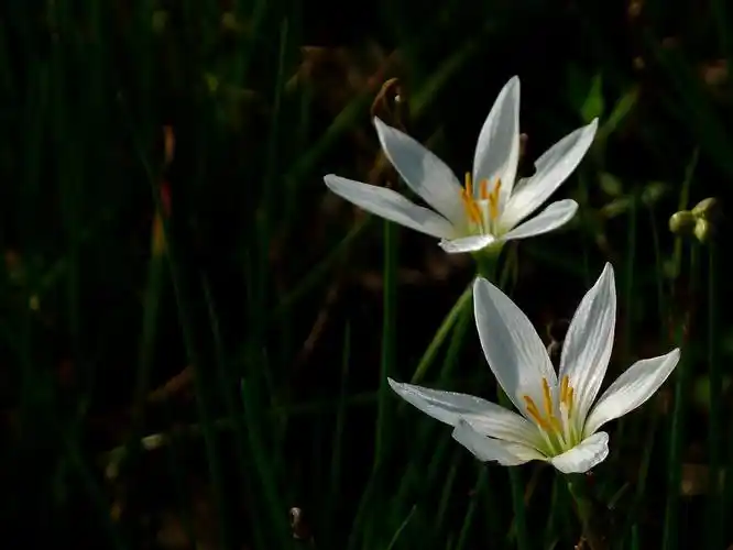 白白红红小韭兰