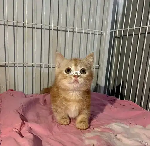 800曼基康矮脚猫弟弟凯米尔色找新家