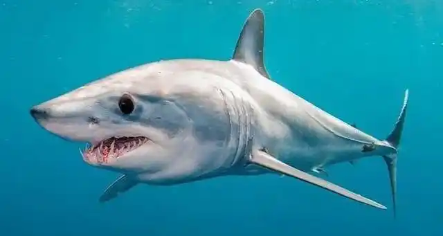 鲨鱼吃掉人类(鲨鱼被食人鱼啃得只剩脑袋了)