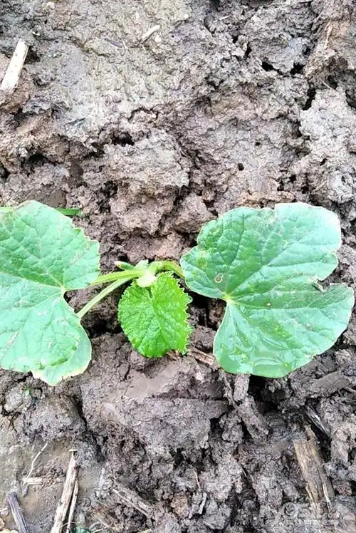 出香瓜苗,自己育的,二元一颗,满十送一.