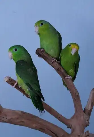 p>太平洋鹦哥(学名: i>forpus coelestis /i>)是一种小鹦鹉,体羽主要